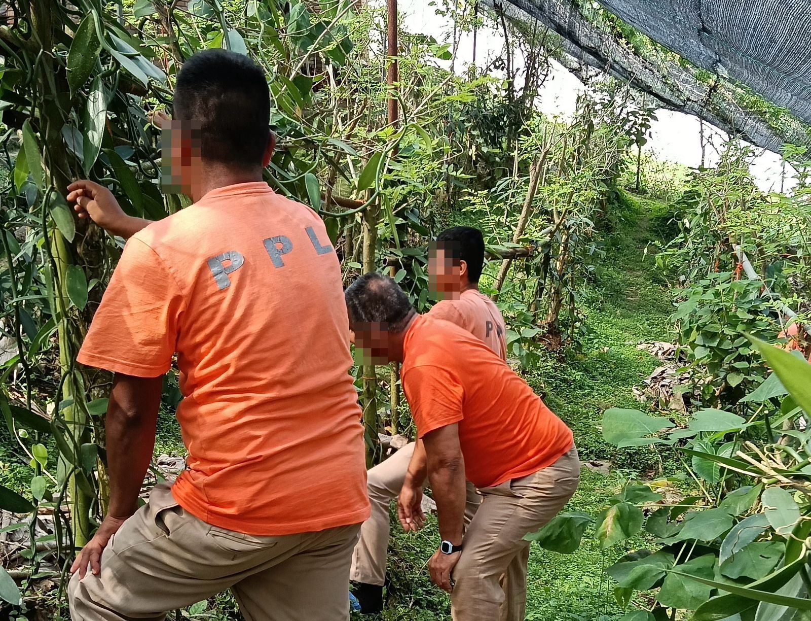 Proyecto Xanath, cultivo de vainilla para la reinserción social: SSP