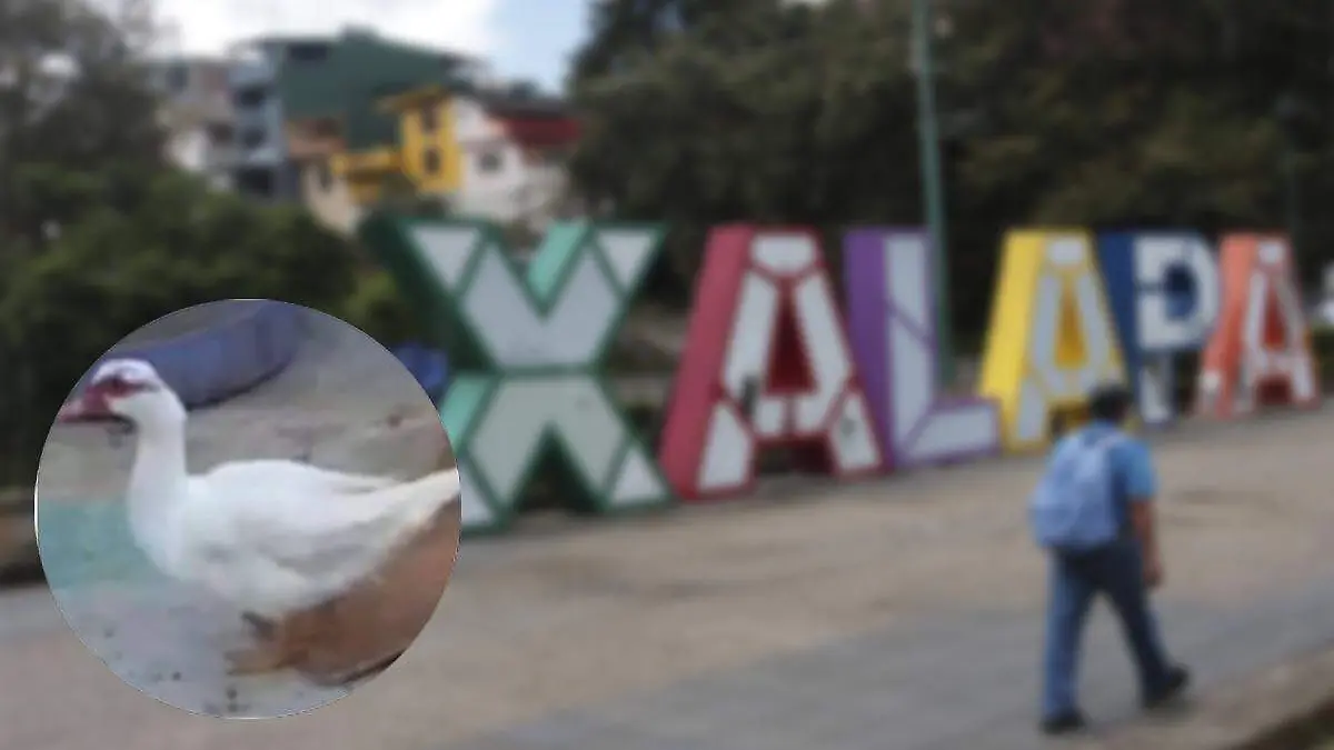 La historia de “alotas”, el pato de Xalapa que se hizo tendencia: todo sobre su búsqueda