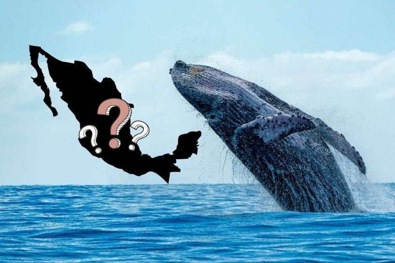 ¿Dónde ver ballenas en México? Lánzate, ya empezó la temporada