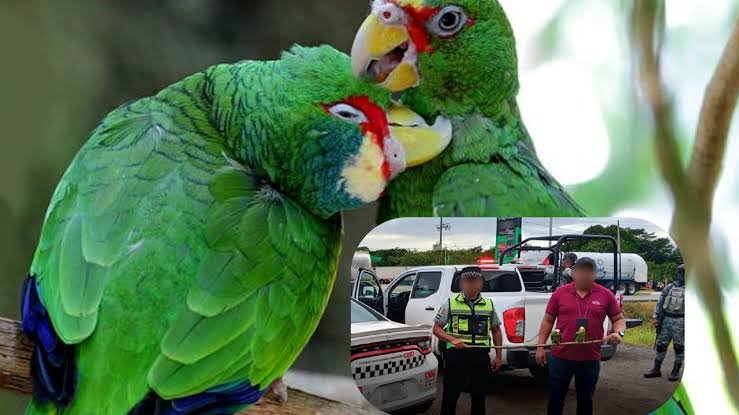 Rescatan loros que eran vendidos de manera ilegal en carretera Coatzacoalcos-Cárdenas