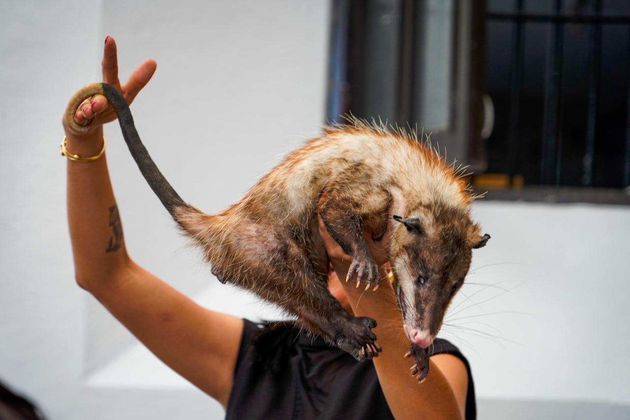 Realiza Córdoba Foro integral sobre el manejo y conservación del tlacuache