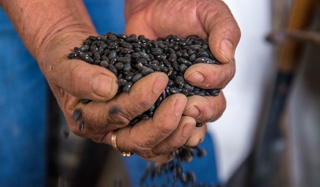 Presidenta explica cómo funciona el «Plan Frijol»