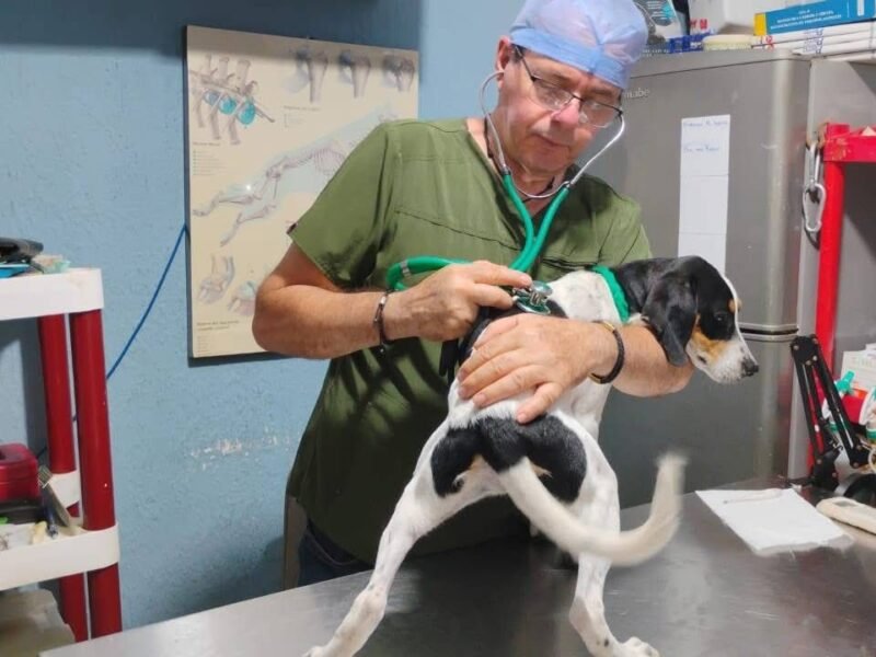 Amarran a un tronco y abandonan a perra en la playa de Coatzacoalcos, autoridades resguardan al animal*