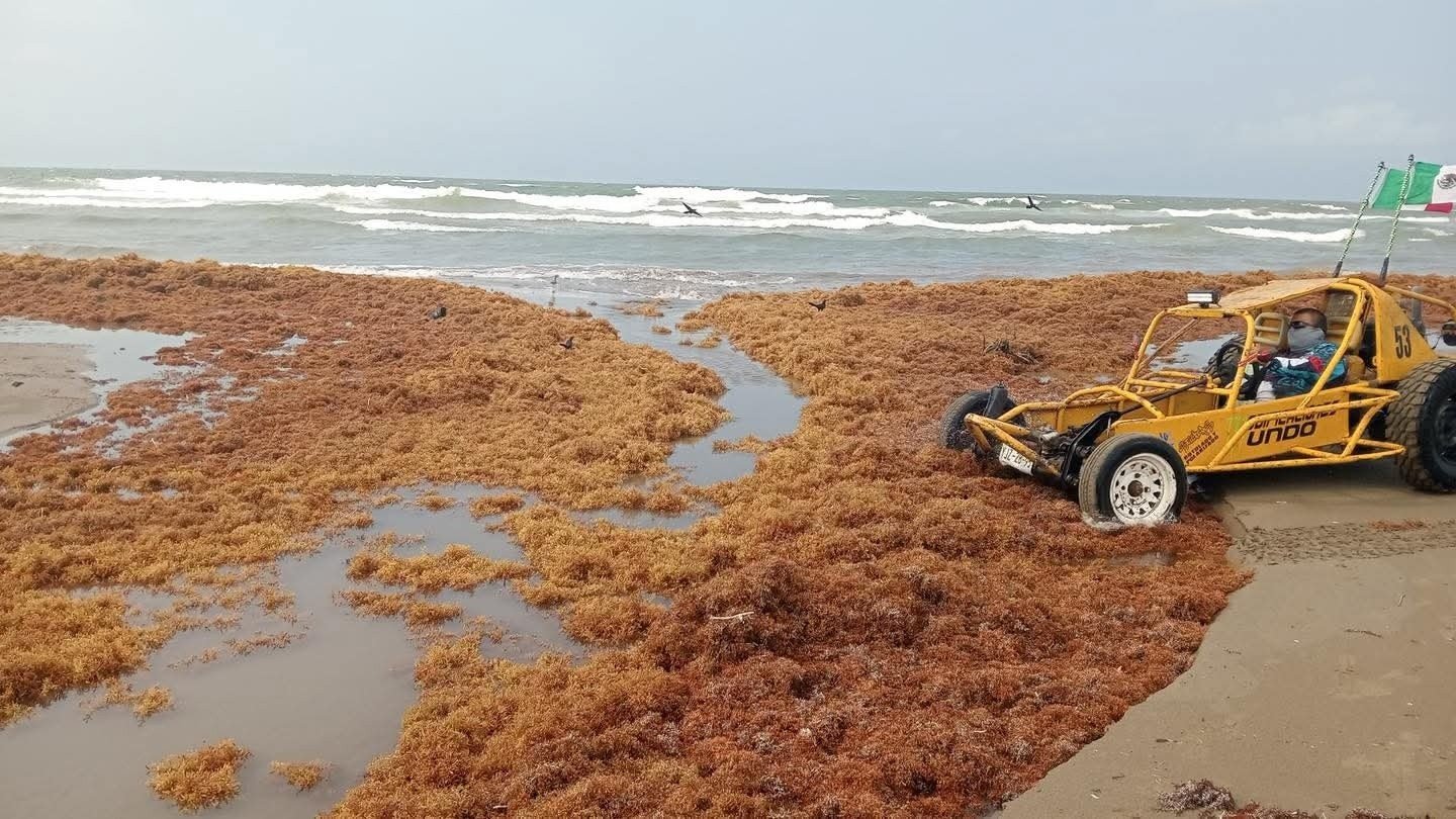 Oleada de sargazo agrava saneamiento en playas de Coatzacoalcos