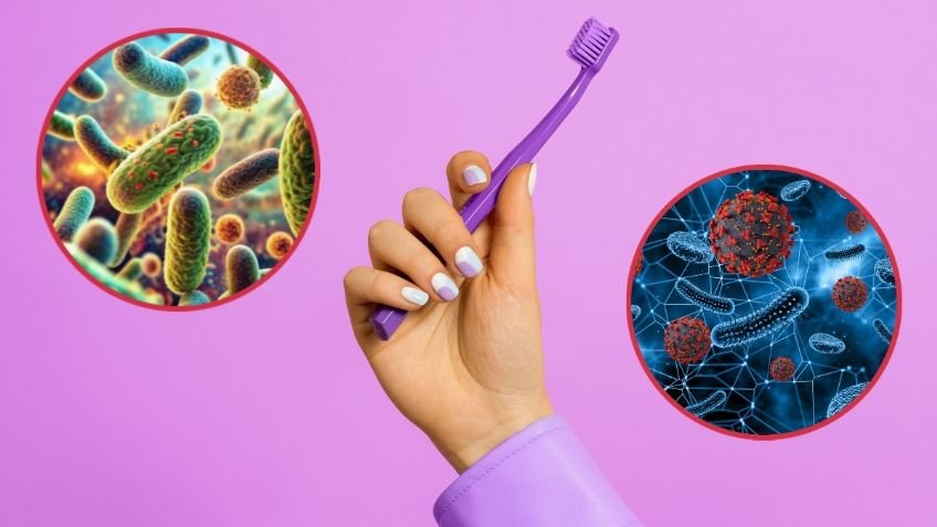 El cepillo de dientes puede ser un caldo de cultivo para las bacterias; esta es la forma correcta de desinfectarlo