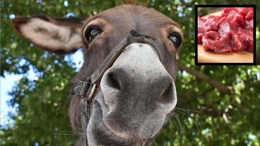 ¿Están vendiendo carne de burro en Argentina? Esto se sabe