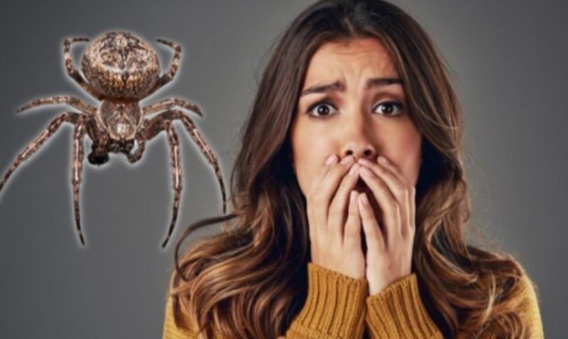 Pensó que tenía una infección, pero un VIDEO reveló que tenía una ARAÑA viviendo al interior de su oído