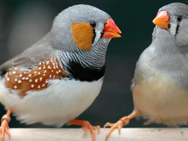 Pinzón cebra: el pájaro cantor que podría ser la respuesta para la regeneración cerebral humana