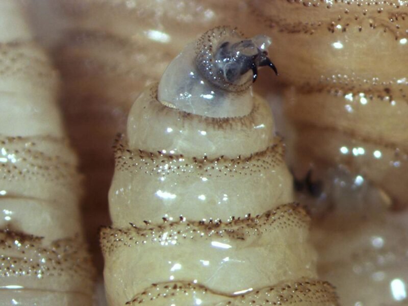 Alerta Sedarpa por aumento de mosca delgusano barrenador ante altas temperaturas