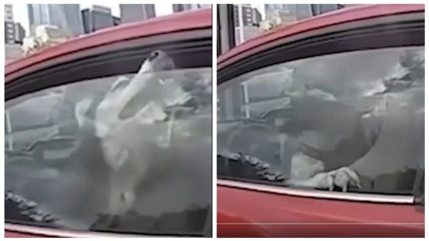 Video viral: rescatan a “Odin”, perro encerrado en automóvil durante ola de calor de hasta 43 grados