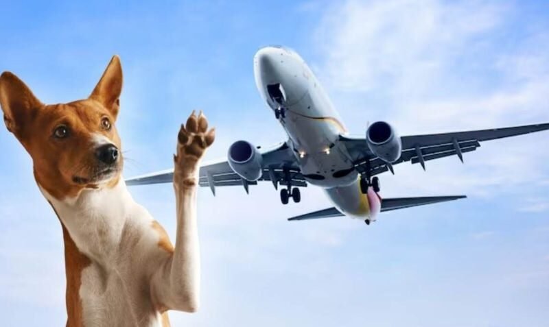 Paradoja en el aire: ¿por qué un perro de asistencia puede viajar cómodo y otro morir en la bodega?