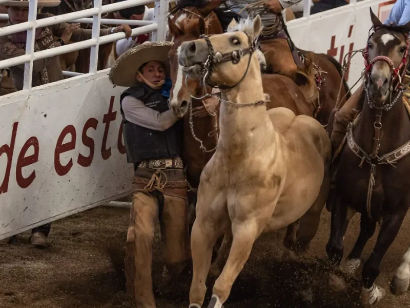 Ciencia lo confirma: Los caballos pueden detectar el miedo de los humanos a través del olfato