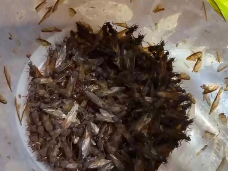 Hormiga chicatana: el exótico manjar detemporada que impulsa el turismo en Veracruz