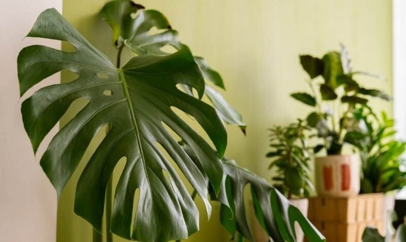 Plantas de interior que son perfectas para decorar y que parecen obras de arte