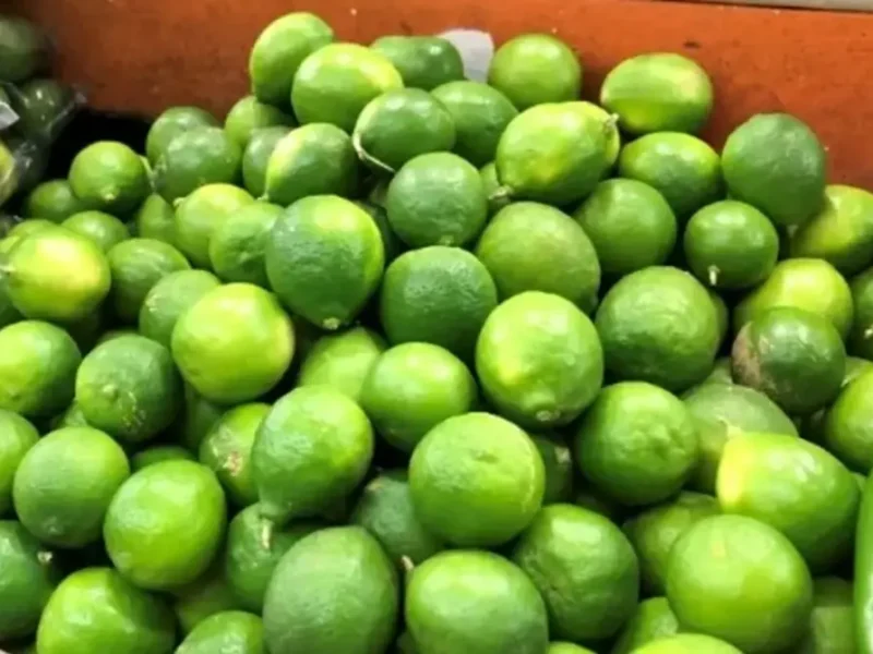 De Veracruz para el mundo: Productores exportan 21,4 toneladas de limón persa a Rusia