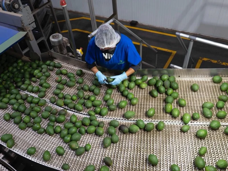 Michoacán concentra 28.2% de exportaciones agrícolas