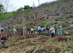 Reforestan mil 756 hectáreas en Veracruz durante Jornada Nacional de Reforestación