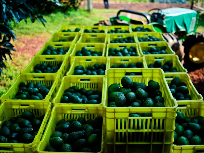 Michoacán cierra temporada de aguacate con 1.46 millones de toneladas