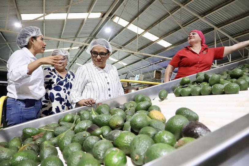 Secretaria de Gobernación visita zona aguacatera de Michoacán tras operativos y bloqueos