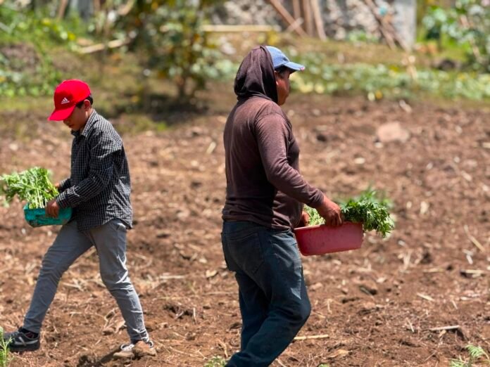 Peligra producción de cempasúchil para Día de Muertos por sequía